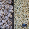 Pekerja mengupas bawang putih di Pasar Induk Kramat Jati, Jakarta, Kamis (16/7/2026). Badan Pusat Statistik (BPS) mencatat Indonesia masih sangat bergantung pada China untuk memenuhi kebutuhan impor bawang putih. (CNBC Indonesia/Faisal Rahman)