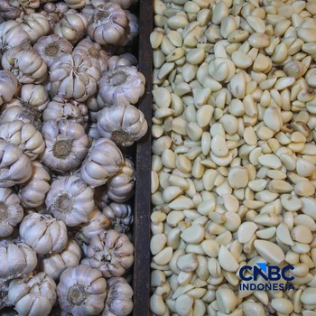 Pekerja mengupas bawang putih di Pasar Induk Kramat Jati, Jakarta, Kamis (16/7/2026). Badan Pusat Statistik (BPS) mencatat Indonesia masih sangat bergantung pada China untuk memenuhi kebutuhan impor bawang putih. (CNBC Indonesia/Faisal Rahman)
