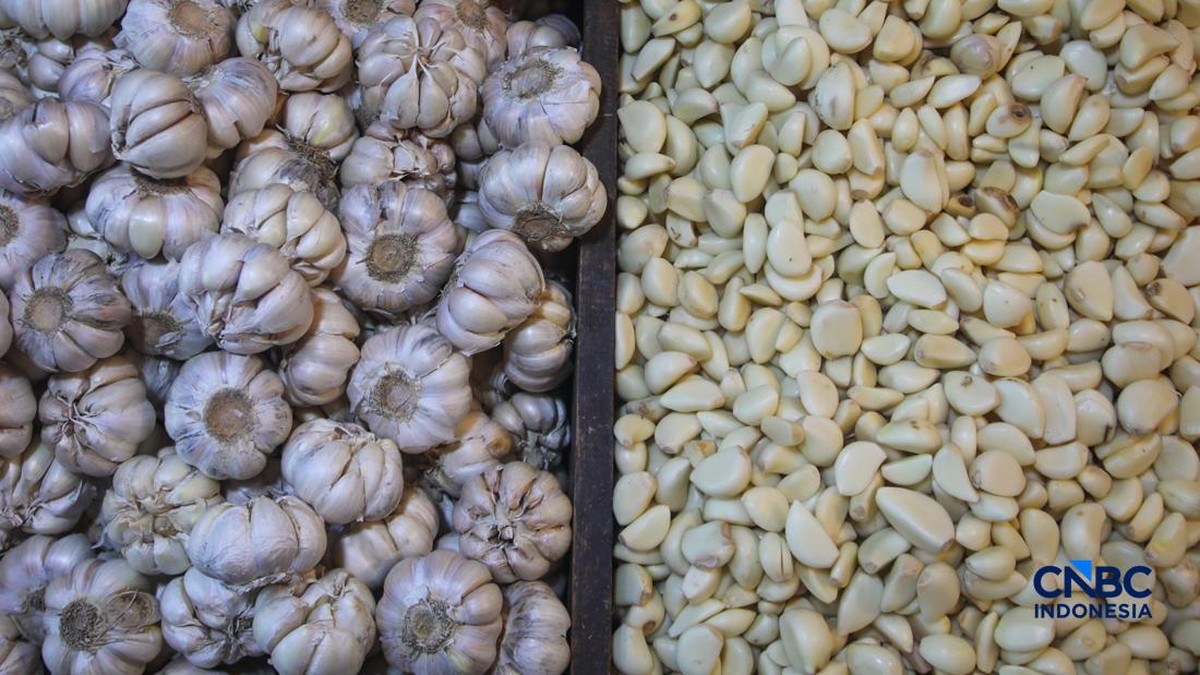 Ratusan Ribu Ton Bawang Putih Impor China Masuk RI, Segini Harganya