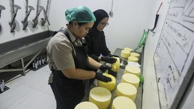 Susu Segar Peternak Lokal Disulap Jadi Keju Artisan di Sleman