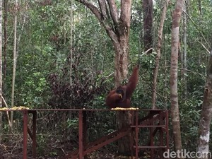 Mau Liburan ke Taman Nasional Tanjung Puting? Ini Panduan Lengkapnya