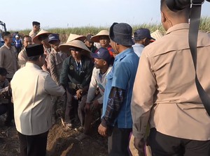 Petani Tebu Berebut Salami Prabowo Saat Panen Raya di Malang