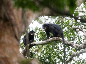 Foto Buram Ungkap Spesies Monyet Baru Berbibir Oranye