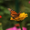 Kupu-kupu raja atau monarch. (Dok. Pexels)