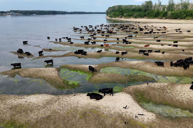 Permukaan udara Sungai Danube di Rumania turun ke tingkat terendah dalam tiga dekade terakhir. (Inquam Photos/Ovidiu Micsik via REUTERS)