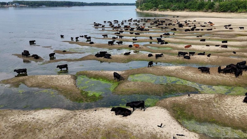 Permukaan udara Sungai Danube di Rumania turun ke tingkat terendah dalam tiga dekade terakhir. (Inquam Photos/Ovidiu Micsik via REUTERS)