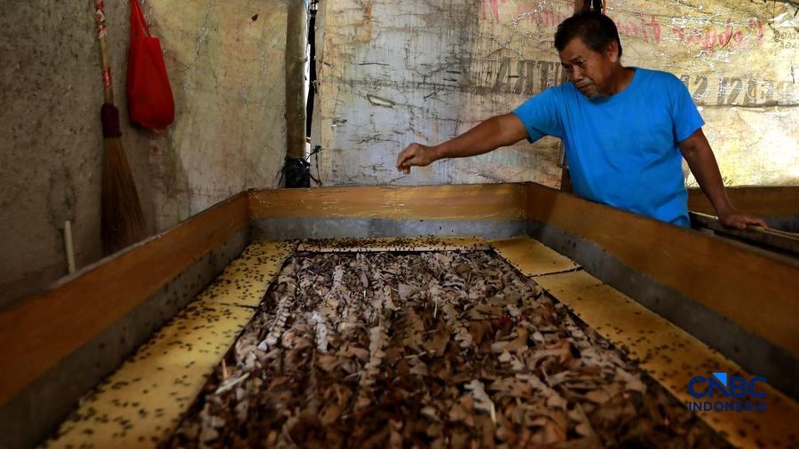 Warga merawat jangkrik yang ditetaskan dari telur di Kampung Pasiron, Bojongsari, Depok, Jawa Barat, Senin (20/7/2026). (CNBC Indonesia/Muhammad Sabki)