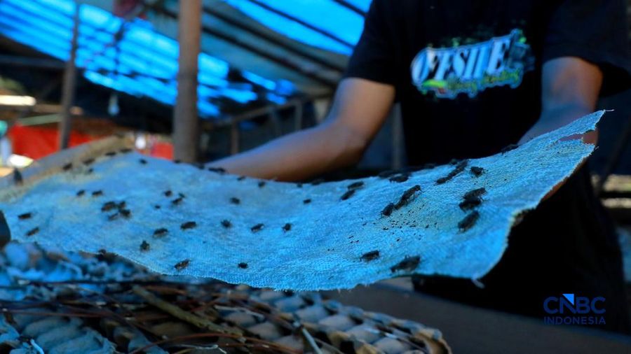 Warga merawat jangkrik yang ditetaskan dari telur di Kampung Pasiron, Bojongsari, Depok, Jawa Barat, Senin (20/7/2026). (CNBC Indonesia/Muhammad Sabki)