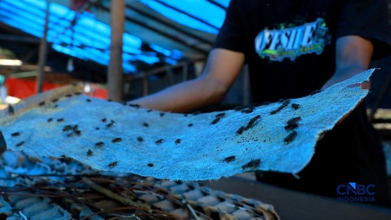 Warga merawat jangkrik yang ditetaskan dari telur di Kampung Pasiron, Bojongsari, Depok, Jawa Barat, Senin (20/7/2026). (CNBC Indonesia/Muhammad Sabki)