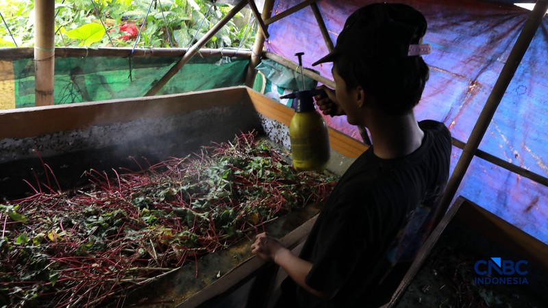 Warga merawat jangkrik yang ditetaskan dari telur di Kampung Pasiron, Bojongsari, Depok, Jawa Barat, Senin (20/7/2026). (CNBC Indonesia/Muhammad Sabki)
