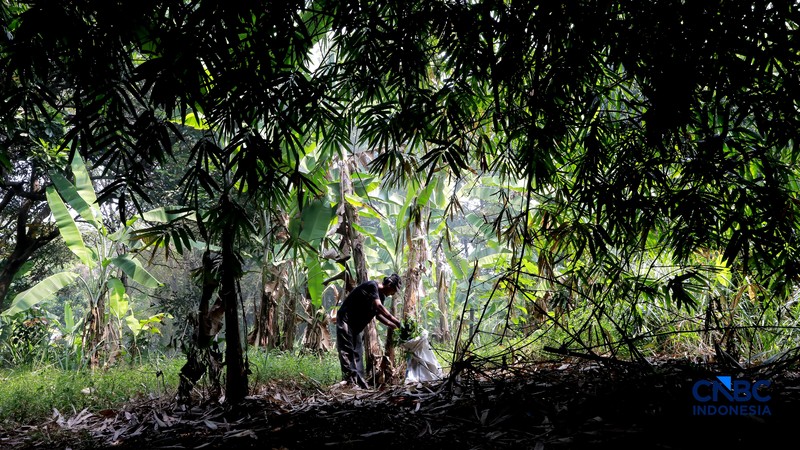Warga merawat jangkrik yang ditetaskan dari telur di Kampung Pasiron, Bojongsari, Depok, Jawa Barat, Senin (20/7/2026). (CNBC Indonesia/Muhammad Sabki)