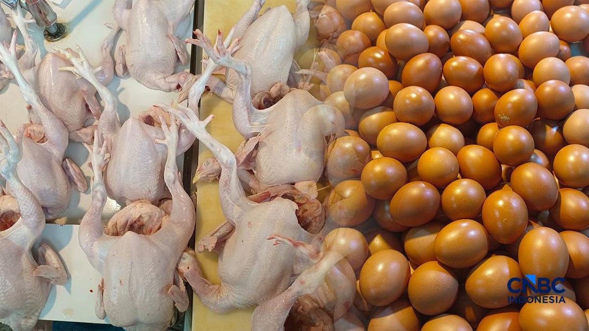 Mendag Bilang Harga Telur dan Daging Ayam Kondisi Ideal, Ini Alasannya