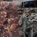 Foto kolase sawit, ikan, dan furniture. (CNBC Indonesia)
