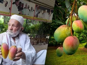 Ajaib! Satu Pohon Ini Hasilkan 300 Jenis Mangga yang Berbeda