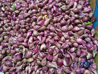 Pantauan harga pangan di Pasar Rumput, Jakarta Selatan, Selasa (21/7/2026). (CNBC Indonesia/Martyasari Rizky)