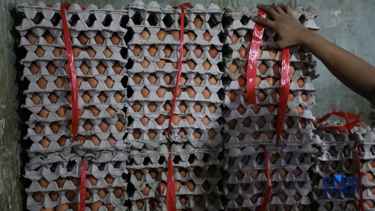 Peternak Merapat! Bapanas Kasih Kabar, SPHP Jagung Bakal Ditambah