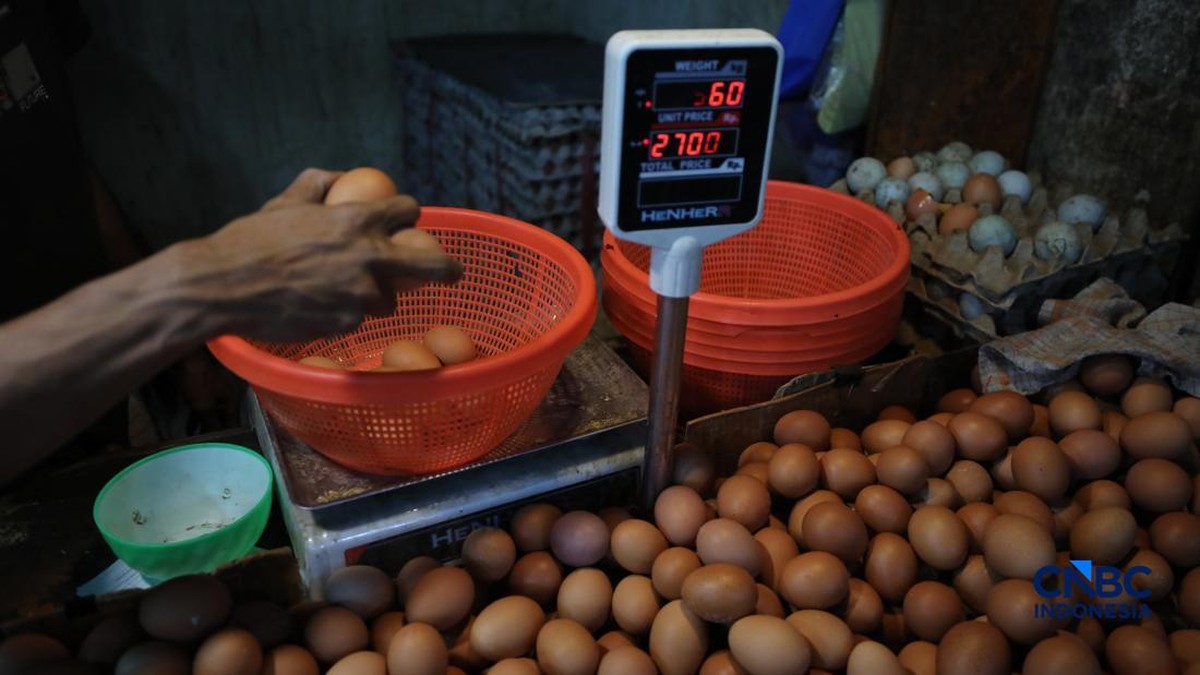 Mendag Was-Was Nasib Peternak Ayam, Tak Bisa Bertahan Efek Masalah Ini