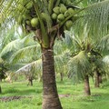 Kebun Kelapa. (Dok. Pexels)
