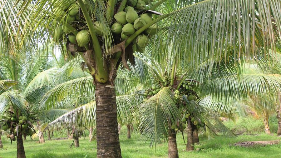 Kebun Kelapa. (Dok. Pexels)