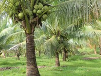 Kebun Kelapa. (Dok. Pexels)