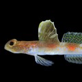 Tomiyamichthys Oriens. (Dok. BRIN)