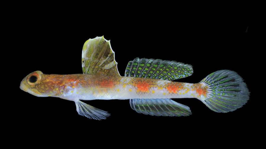 Tomiyamichthys Oriens. (Dok. BRIN)