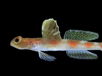 Tomiyamichthys Oriens. (Dok. BRIN)