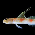 Tomiyamichthys Oriens. (Dok. BRIN)