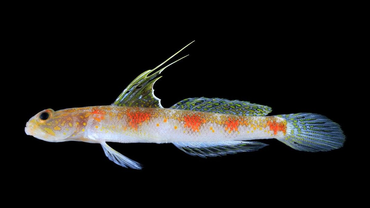 BRIN Temukan Spesies Ikan Baru di Perairan Jawa, Ini Lokasinya