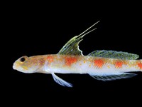 Tomiyamichthys Oriens. (Dok. BRIN)