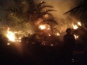 5 Hektare Kebun Sawit di Kobar Ludes Terbakar, Kerugian Ratusan Juta Rupiah
