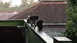 Monyet Lepas dari Ibarbo Gentayangan di SMPN 1 Sleman