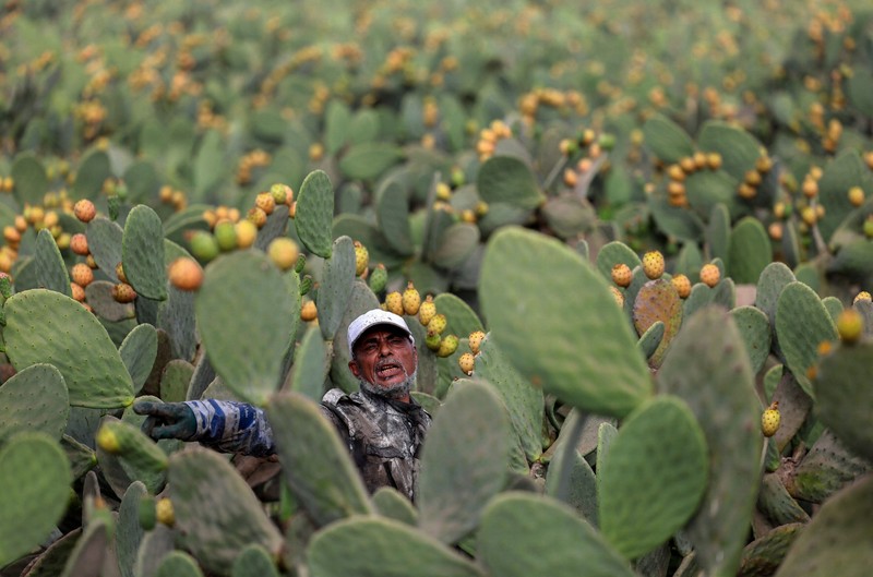 Buah kaktus semakin banyak dibudidayakan di Mesir. Tanaman ini dipilih karena tahan panas dan membutuhkan sedikit air. (REUTERS/Mohamed Abdel Ghany)