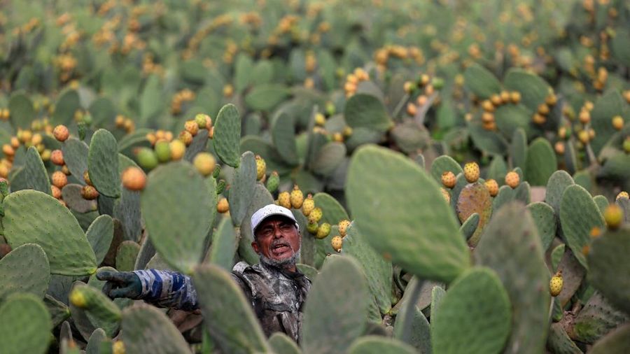 Buah kaktus semakin banyak dibudidayakan di Mesir. Tanaman ini dipilih lantaran tahan panas dan memerlukan sedikit air. (REUTERS/Mohamed Abdel Ghany)