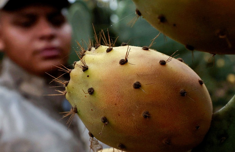 Buah kaktus semakin banyak dibudidayakan di Mesir. Tanaman ini dipilih karena tahan panas dan membutuhkan sedikit air. (REUTERS/Mohamed Abdel Ghany)
