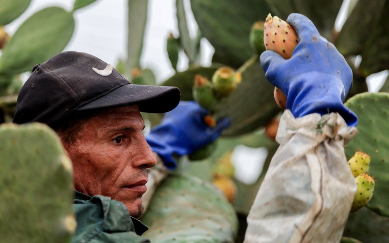 Buah kaktus semakin banyak dibudidayakan di Mesir. Tanaman ini dipilih karena tahan panas dan membutuhkan sedikit air. (REUTERS/Mohamed Abdel Ghany)