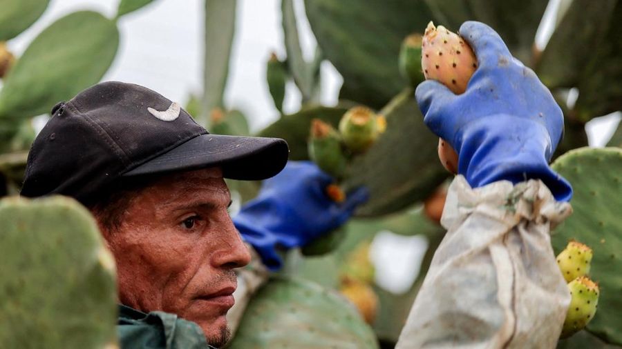 Buah kaktus semakin banyak dibudidayakan di Mesir. Tanaman ini dipilih lantaran tahan panas dan memerlukan sedikit air. (REUTERS/Mohamed Abdel Ghany)