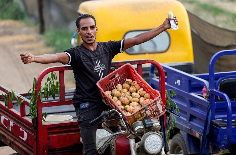 Buah kaktus semakin banyak dibudidayakan di Mesir. Tanaman ini dipilih karena tahan panas dan membutuhkan sedikit air. (REUTERS/Mohamed Abdel Ghany)