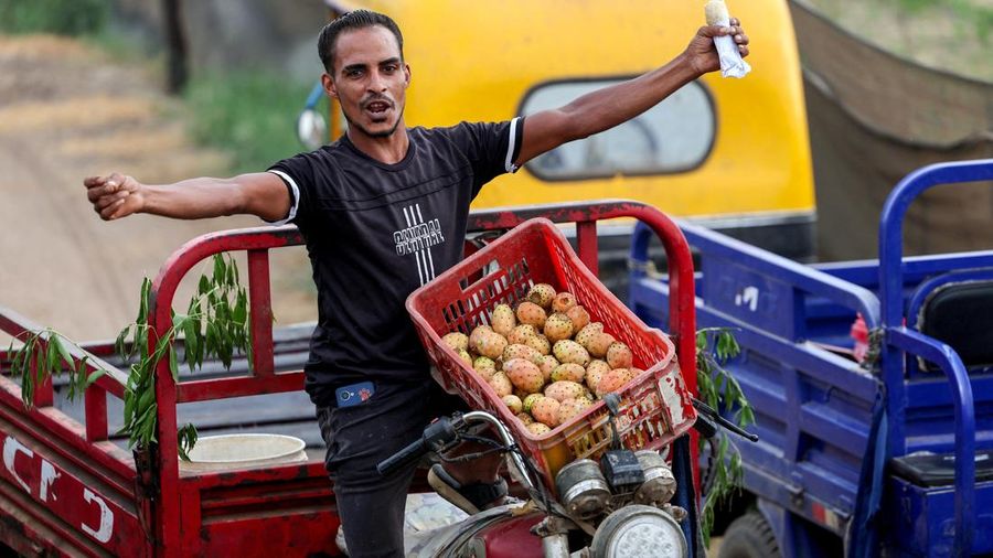 Buah kaktus semakin banyak dibudidayakan di Mesir. Tanaman ini dipilih lantaran tahan panas dan memerlukan sedikit air. (REUTERS/Mohamed Abdel Ghany)