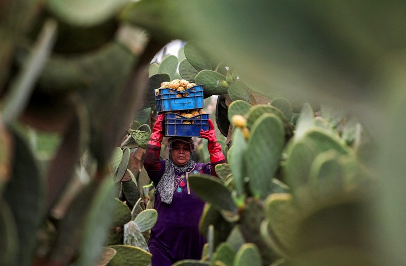 Buah kaktus semakin banyak dibudidayakan di Mesir. Tanaman ini dipilih karena tahan panas dan membutuhkan sedikit air. (REUTERS/Mohamed Abdel Ghany)