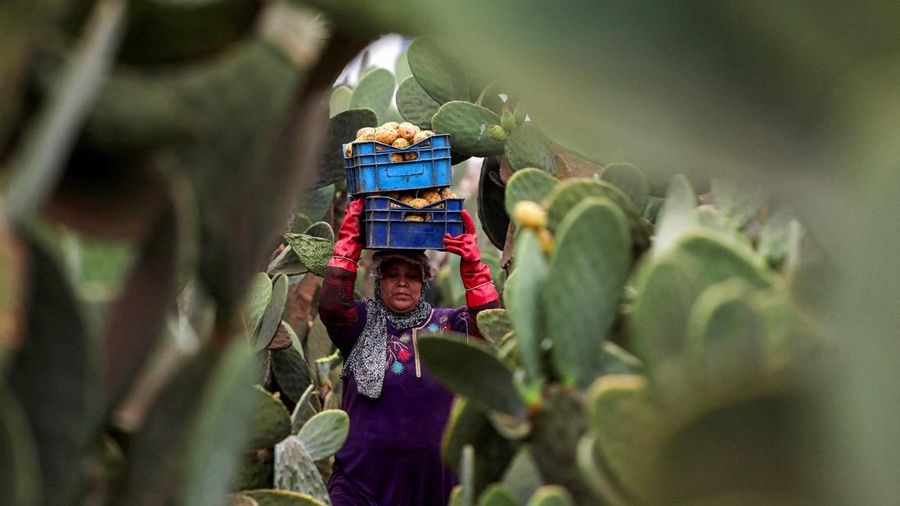 Buah kaktus semakin banyak dibudidayakan di Mesir. Tanaman ini dipilih lantaran tahan panas dan memerlukan sedikit air. (REUTERS/Mohamed Abdel Ghany)