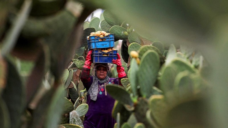 Buah kaktus semakin banyak dibudidayakan di Mesir. Tanaman ini dipilih karena tahan panas dan membutuhkan sedikit air. (REUTERS/Mohamed Abdel Ghany)