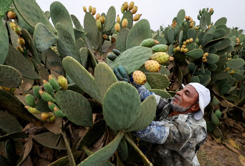 Buah kaktus semakin banyak dibudidayakan di Mesir. Tanaman ini dipilih karena tahan panas dan membutuhkan sedikit air. (REUTERS/Mohamed Abdel Ghany)