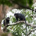 Dua ekor monyet 'Likweli' dari spesies monyet Colobus yang baru diidentifikasi, yang ditemukan di Taman Nasional Lomami, duduk di dahan pohon, di Republik Demokratik Kongo, dalam gambar yang tidak bertanggal ini. (Daniel Rosengren, Frankfurt Zoologic