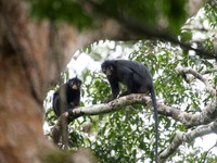 Dua ekor monyet 'Likweli' dari spesies monyet Colobus yang baru diidentifikasi, yang ditemukan di Taman Nasional Lomami, duduk di dahan pohon, di Republik Demokratik Kongo, dalam gambar yang tidak bertanggal ini. (Daniel Rosengren, Frankfurt Zoologic