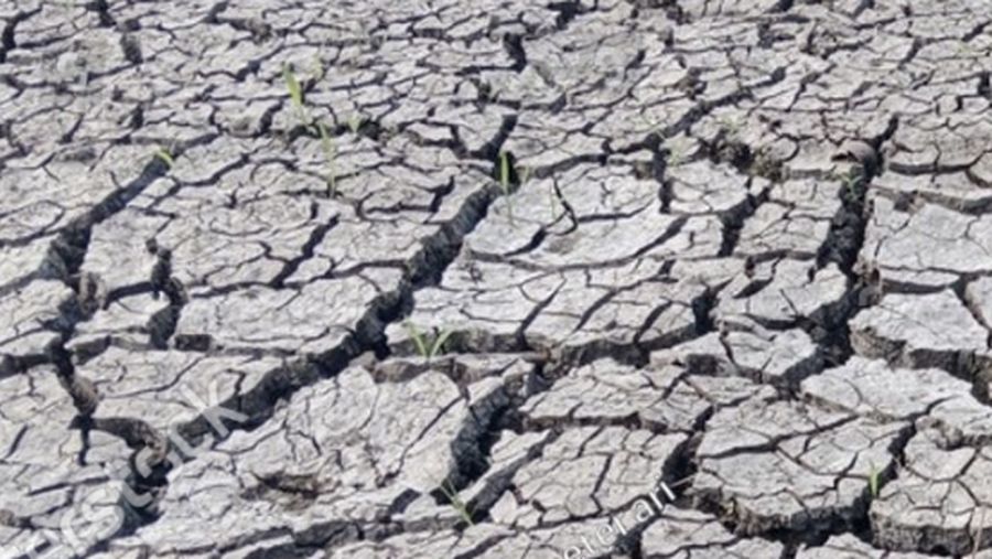 Ilutrasi sawah kering. (Istimewa)