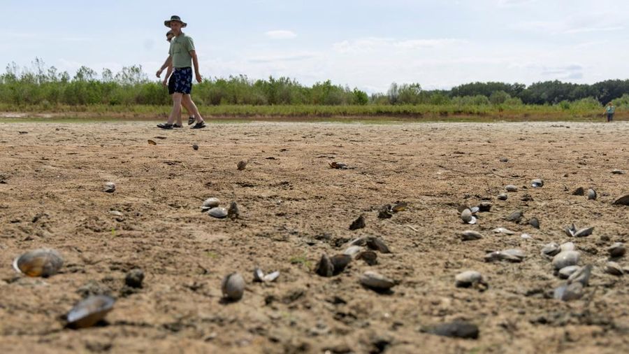 Orang-orang berjalan melewati cangkang kerang di tepian pasir yang baru muncul di Sungai Danube saat permukaan air menurun selama cuaca panas dan kondisi kering yang berkepanjangan, di Apatin, Serbia, 26 Juli 2026.