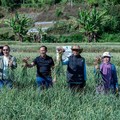 Satgas Pangan Polri terus memperkuat upaya mendukung program swasembada pangan nasional melalui pengembangan budidaya bawang putih di Kecamatan Sembalun, Kabupaten Lombok Timur, Nusa Tenggara Barat (NTB), Minggu (26/7/2026). (Istimewa)
