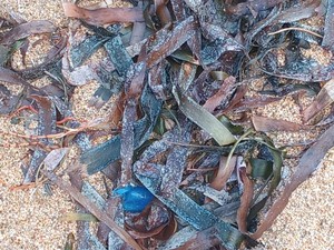 Ubur-ubur Botol Biru Muncul di Pantai Sanur, Waspada Sengatan Beracun!