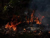 Flames rise amid burnt vegetation at Le Grand Crohot amid drought conditions following a heatwave and water shortages across much of France, Lege-Cap-Ferret, Gironde department, France, July 28, 2026. REUTERS/Florion Goga